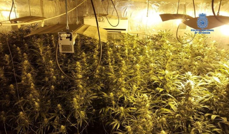 España plantación de Marihuana