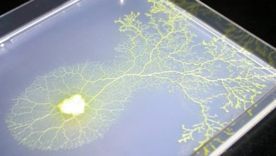 Electronic Amoeba