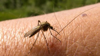Mosquito de la malaria