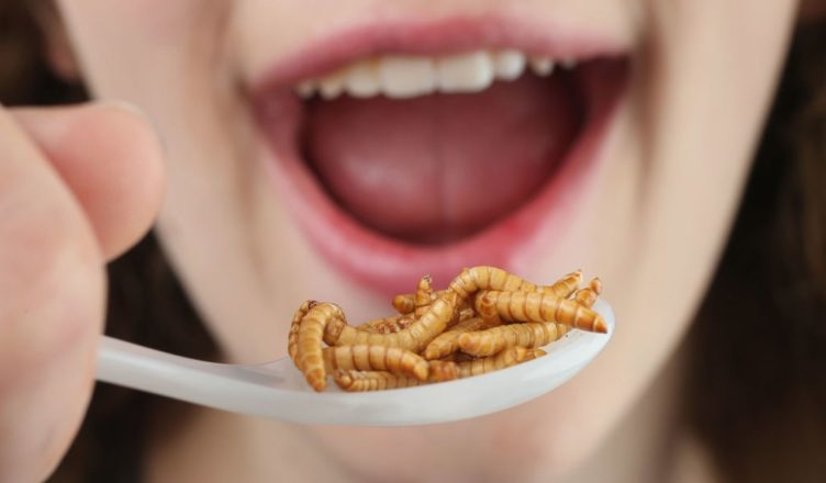 Gusanos alimentación humana