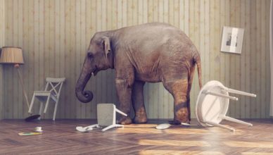 Elefante habitación