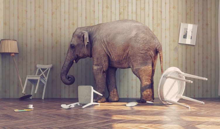 Elefante habitación