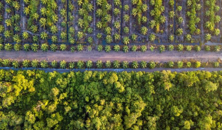 Deforestación aceite palma biodiesel