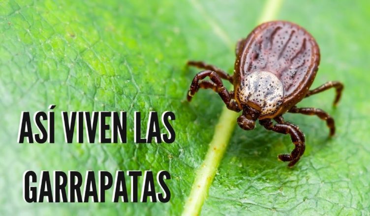 Garrapata