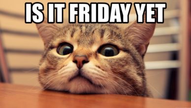 meme - Cat - Friday