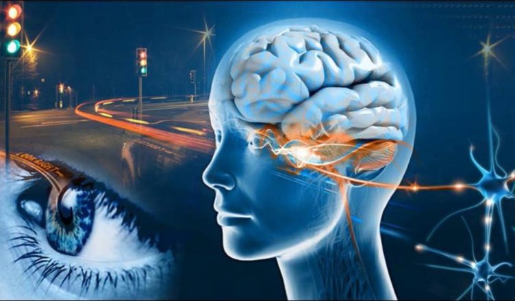 Ojos cerebro